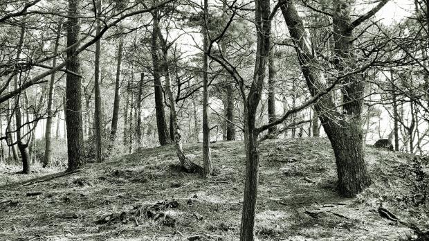 archaeo II : Verwood Forest tumulus